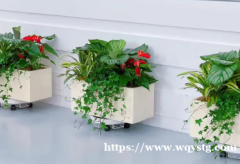 青甸园艺·上海区域室内绿植租摆｜植物租赁｜花卉租摆｜写字楼办